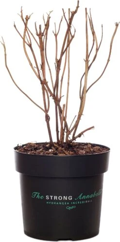 Bolhortensia (Hydrangea Arborescens 'Strong Annabelle') D 19 Cm