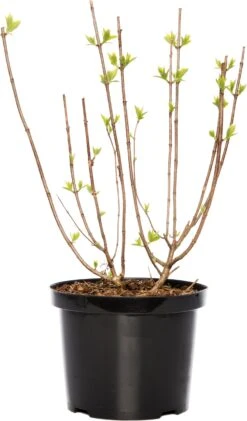 Pluimhortensia (Hydrangea Paniculata 'Limelight') D 23 H 40 Cm