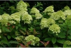 Pluimhortensia (Hydrangea Paniculata 'Limelight') D 19 H 25 Cm