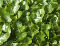 Mansoor (Asarum Europaeum) D 9 H 10 Cm