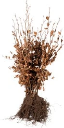 Haagbeuk Met Kale Wortel (Carpinus Betulus) H 150 Cm Vanaf 10 Stuks 3 Haagbeuk Met Kale Wortel (Carpinus Betulus) H 150 Cm Vanaf 10 Stuks