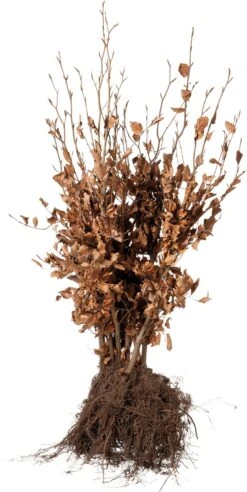 Rode Beukenhaag (Fagus Sylvatica 'Atropunicea') H 80-100 Cm Vanaf 10 Stuks