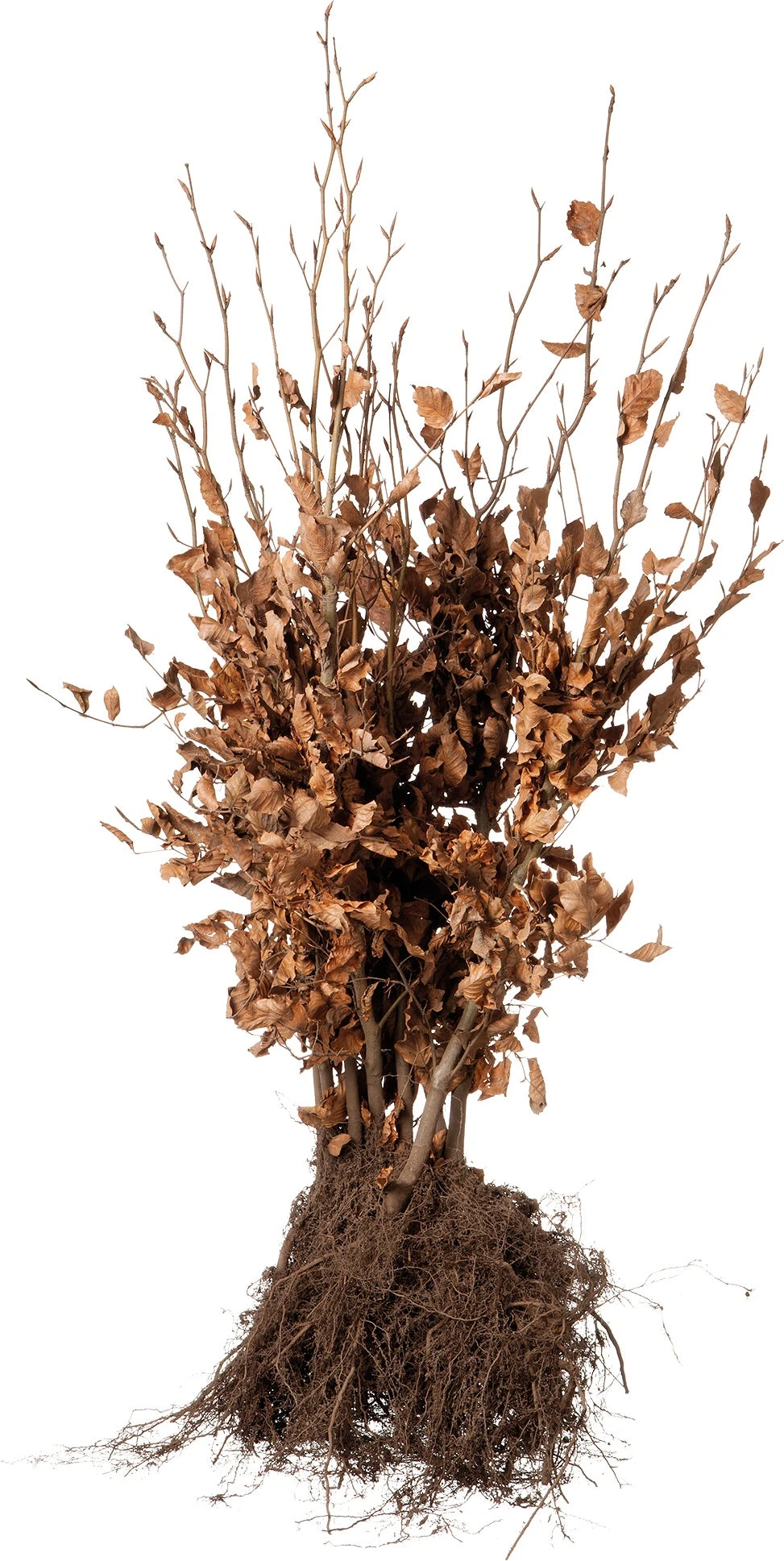 Rode Beukenhaag (Fagus Sylvatica 'Atropunicea') H 80-100 Cm Vanaf 10 Stuks 3 Rode Beukenhaag (Fagus Sylvatica 'Atropunicea') H 80-100 Cm Vanaf 10 Stuks