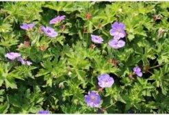 Ooievaarsbek (Geranium 'Rozanne') D 9 H 10 Cm 5 Ooievaarsbek (Geranium 'Rozanne') D 9 H 10 Cm -Tuin Planten Winkel 8720196153169 1 1