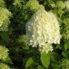 Pluimhortensia (Hydrangea Paniculata 'Limelight'®) D 19 H 40 Cm 1 Pluimhortensia (Hydrangea Paniculata 'Limelight'®) D 19 H 40 Cm -Tuin Planten Winkel 8720196153329 1