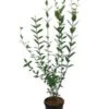 Ligusterhaag Met Kluit (Ligustrum Ovalifolium) H 60-80 Cm 2 Ligusterhaag Met Kluit (Ligustrum Ovalifolium) H 60-80 Cm -Tuin Planten Winkel 8720196153541