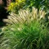 Lampepoetsersgras (Pennisetum Alopecuroides 'Hameln') D 19 H 15 Cm 1 Lampepoetsersgras (Pennisetum Alopecuroides 'Hameln') D 19 H 15 Cm -Tuin Planten Winkel 8720196153787 0