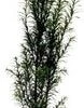 Taxus (Taxus Baccata) H 60-80 Cm Vanaf 10 Stuks 1 Taxus (Taxus Baccata) H 60-80 Cm Vanaf 10 Stuks -Tuin Planten Winkel 8720196154074