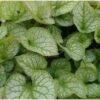 Kaukasische Vergeet-me-niet (Brunnera Macrophylla 'Jack Frost') D 9 H 10 Cm -Tuin Planten Winkel 8720196154265 1