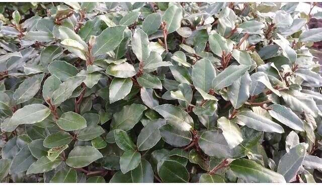 Olijfwilg (Elaeagnus Ebbingei) H 30-40 Cm 4 Olijfwilg (Elaeagnus Ebbingei) H 30-40 Cm - Afbeelding 2