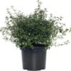 Amerikaanse Sering (Ceanothus Thyrsiflorus 'Repens') H 25-30 Cm -Tuin Planten Winkel 8720196154357