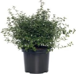 Amerikaanse Sering (Ceanothus Thyrsiflorus 'Repens') H 25-30 Cm