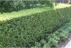 Ligusterhaag (Ligustrum Ovalifolium) H 30-40 Cm 7 Ligusterhaag (Ligustrum Ovalifolium) H 30-40 Cm -Tuin Planten Winkel 8720196154364 2 1