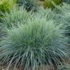 Zwenkgras (Festuca Glauca 'Elijah Blue') H 10 Cm