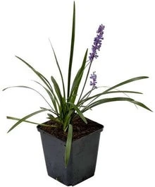 Leliegras (Liriope Muscari 'Ingwersen') D 9 H 10 Cm 3 Leliegras (Liriope Muscari 'Ingwersen') D 9 H 10 Cm