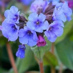 Longkruid (Pulmonaria 'Blue Ensign') D 9 H 10 Cm
