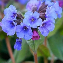 Longkruid (Pulmonaria 'Blue Ensign') D 9 H 10 Cm 3 Longkruid (Pulmonaria 'Blue Ensign') D 9 H 10 Cm