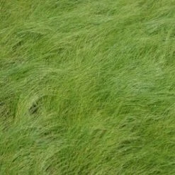 Vedergras (Stipa Tenuissima 'Ponytails') D 17 H 15 Cm