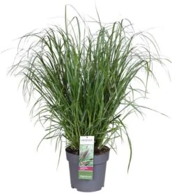 Lampepoetsersgras (Pennisetum 'Red Head') D 17 H 15 Cm 5 Lampepoetsersgras (Pennisetum 'Red Head') D 17 H 15 Cm -Tuin Planten Winkel 8720196154876 0 Pennisetum Red head 1
