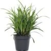 Zegge (Carex 'Evergreen') D 17 H 10cm -Tuin Planten Winkel 8720196155095 1