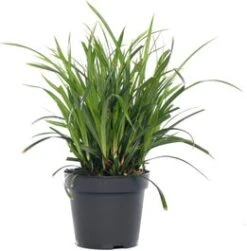 Zegge (Carex 'Evergreen') D 17 H 10cm