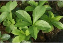 Kerstroos (Helleborus Orientalis) D 9 H 15 Cm