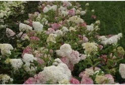 Pluimhortensia (Hydrangea Paniculata 'Vanille Fraise') D 17 H 30 Cm 5 Pluimhortensia (Hydrangea Paniculata 'Vanille Fraise') D 17 H 30 Cm -Tuin Planten Winkel 8720196155507 2