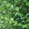 Ligusterhaag (Ligustrum Ovalifolium) H 100-125 Cm 2 Ligusterhaag (Ligustrum Ovalifolium) H 100-125 Cm -Tuin Planten Winkel 8720196155620