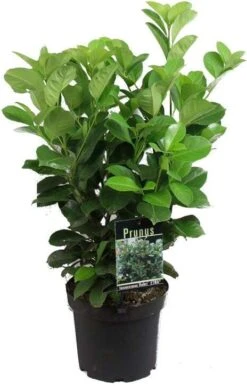 Laurierkers (Prunus Laurocerasus 'Rotundifolia') H 60-80 Cm