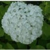 Bolhortensia (Hydrangea Arborescens 'Annabelle') D 17 H 30 Cm 2 Bolhortensia (Hydrangea Arborescens 'Annabelle') D 17 H 30 Cm -Tuin Planten Winkel 8720196156023 1