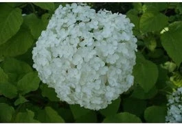 Bolhortensia (Hydrangea Arborescens 'Annabelle') D 17 H 30 Cm 3 Bolhortensia (Hydrangea Arborescens 'Annabelle') D 17 H 30 Cm