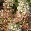 Pluimhortensia (Hydrangea Paniculata 'Pinky Winky') D 17 H 25 Cm 2 Pluimhortensia (Hydrangea Paniculata 'Pinky Winky') D 17 H 25 Cm -Tuin Planten Winkel 8720196156290 1