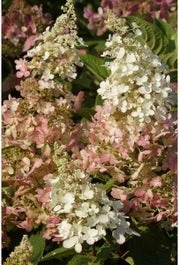 Pluimhortensia (Hydrangea Paniculata 'Pinky Winky') D 17 H 25 Cm