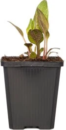 Zonnehoed (Echinacea 'Rubinstern') D 9 H 10 Cm