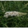 Vlinderstruik (Buddleja Davidii 'White Profusion) H 30-40 Cm -Tuin Planten Winkel 8720196156498