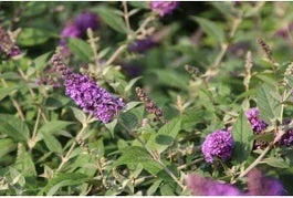 Vlinderstruik (Buddleja 'Blue Chip') H 30-40 Cm 3 Vlinderstruik (Buddleja 'Blue Chip') H 30-40 Cm