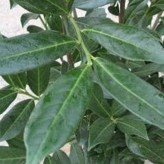 Laurierkers (Prunus Laurocerasus 'Caucasica') H 100-125 Cm 3 Laurierkers (Prunus Laurocerasus 'Caucasica') H 100-125 Cm