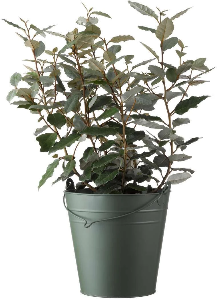 Olijfwilg (Elaeagnus Ebbingei 'Compacta') H 40-60 Cm 3 Olijfwilg (Elaeagnus Ebbingei 'Compacta') H 40-60 Cm