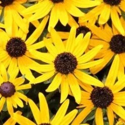 Zonnehoed (Rudbeckia Fulgida 'Little Goldstar') D 9 H 10 Cm