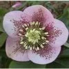 Nieskruid (Helleborus Orientalis 'Spotted Hybrids') D 9 H 10 Cm 2 Nieskruid (Helleborus Orientalis 'Spotted Hybrids') D 9 H 10 Cm -Tuin Planten Winkel 8720196156849 1