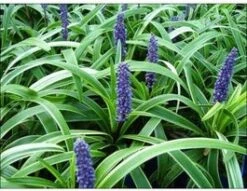 Leliegras (Liriope 'Gold Banded') D 9 H 15 Cm