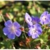 Ooievaarsbek (Geranium 'Rozanne') D 17 H 10 Cm 2 Ooievaarsbek (Geranium 'Rozanne') D 17 H 10 Cm -Tuin Planten Winkel 8720196157471