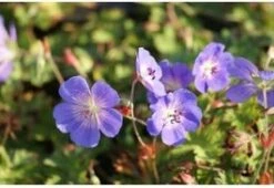 Ooievaarsbek (Geranium 'Rozanne') D 17 H 10 Cm