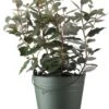 Olijfwilg (Elaeagnus Ebbingei) H 60-80 Cm 1 Olijfwilg (Elaeagnus Ebbingei) H 60-80 Cm -Tuin Planten Winkel 8720196157518 0 1