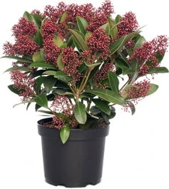 Skimmia (Skimmia Japonica 'Rubella') H 25-30