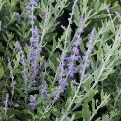 Reuzen Lavendel (Perovskia Atriplicifolia 'Blue Spire') D 19 H 30 Cm
