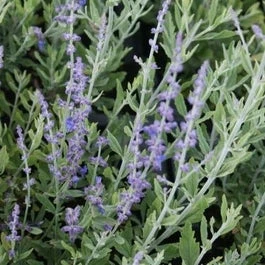 Reuzen Lavendel (Perovskia Atriplicifolia 'Blue Spire') D 19 H 30 Cm