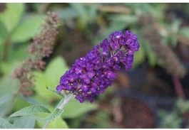 Vlinderstruik (Buddleja Davidii 'Black Knight') H 30-40 Cm 3 Vlinderstruik (Buddleja Davidii 'Black Knight') H 30-40 Cm
