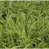 Goudbandgras (Hakonechloa Macra 'Aureola') D 9 H 10 Cm 1 Goudbandgras (Hakonechloa Macra 'Aureola') D 9 H 10 Cm -Tuin Planten Winkel 8720196157747 1