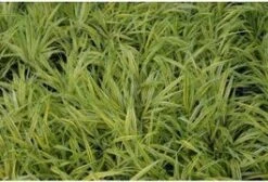 Goudbandgras (Hakonechloa Macra 'Aureola') D 9 H 10 Cm